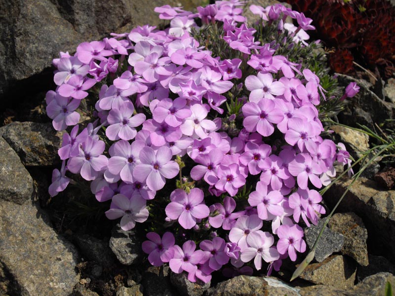 Phlox douglasii 'Eva' photo